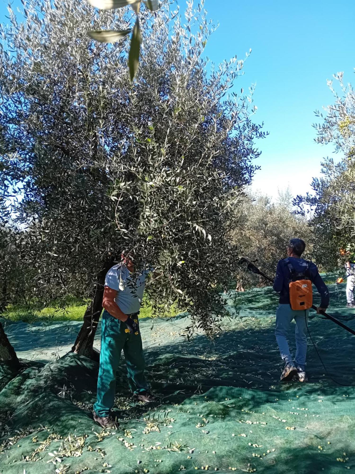 Agriturismo Circugnano Grassina エクステリア 写真