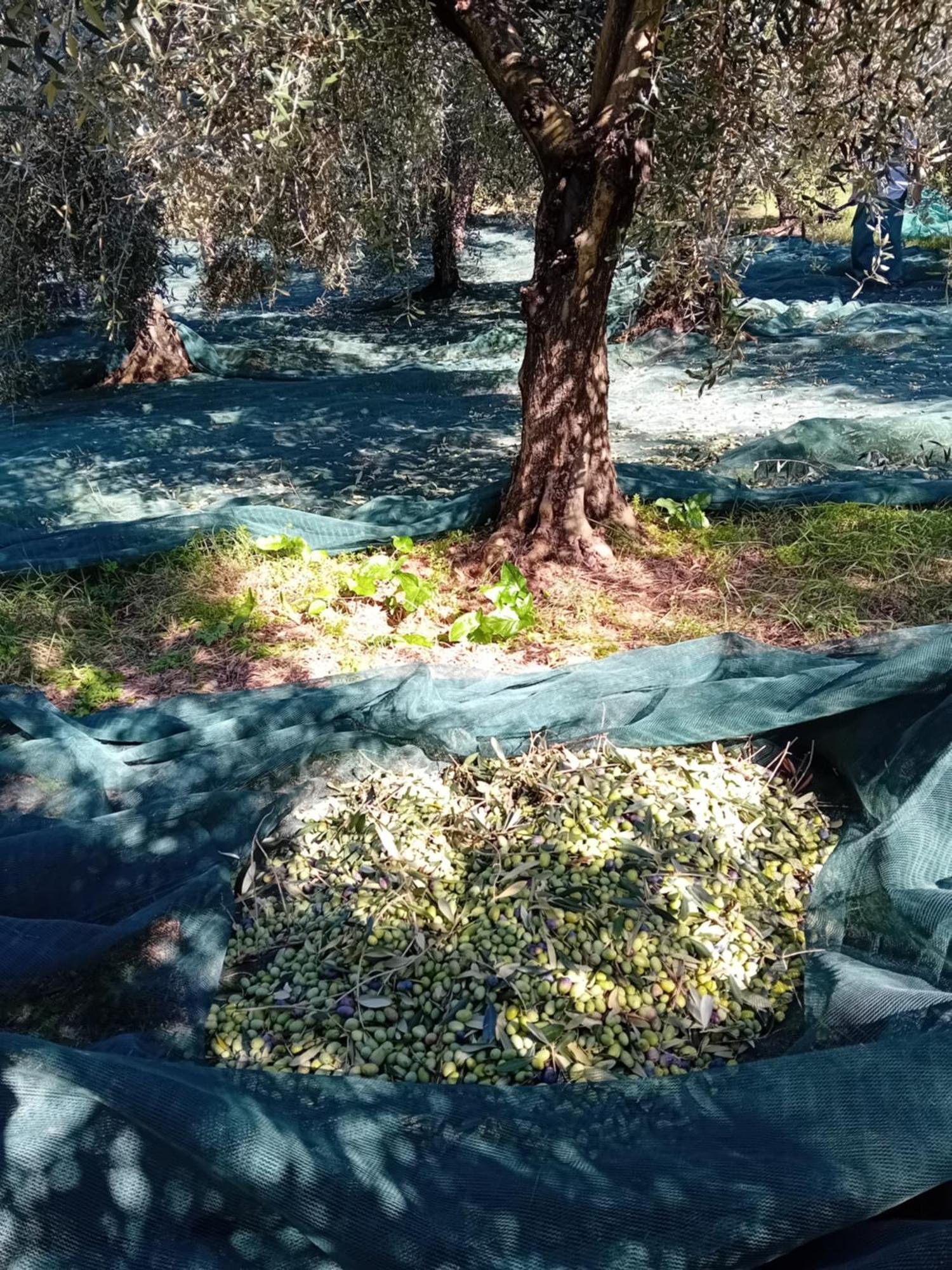 Agriturismo Circugnano Grassina エクステリア 写真