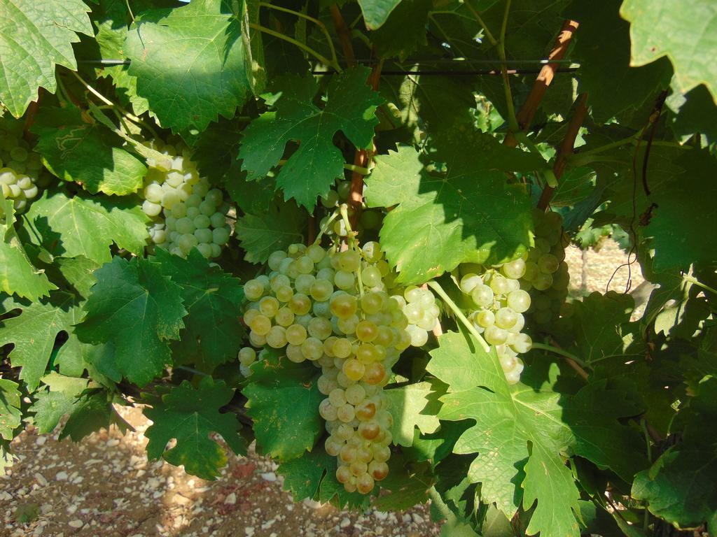 Agriturismo Circugnano Grassina 部屋 写真