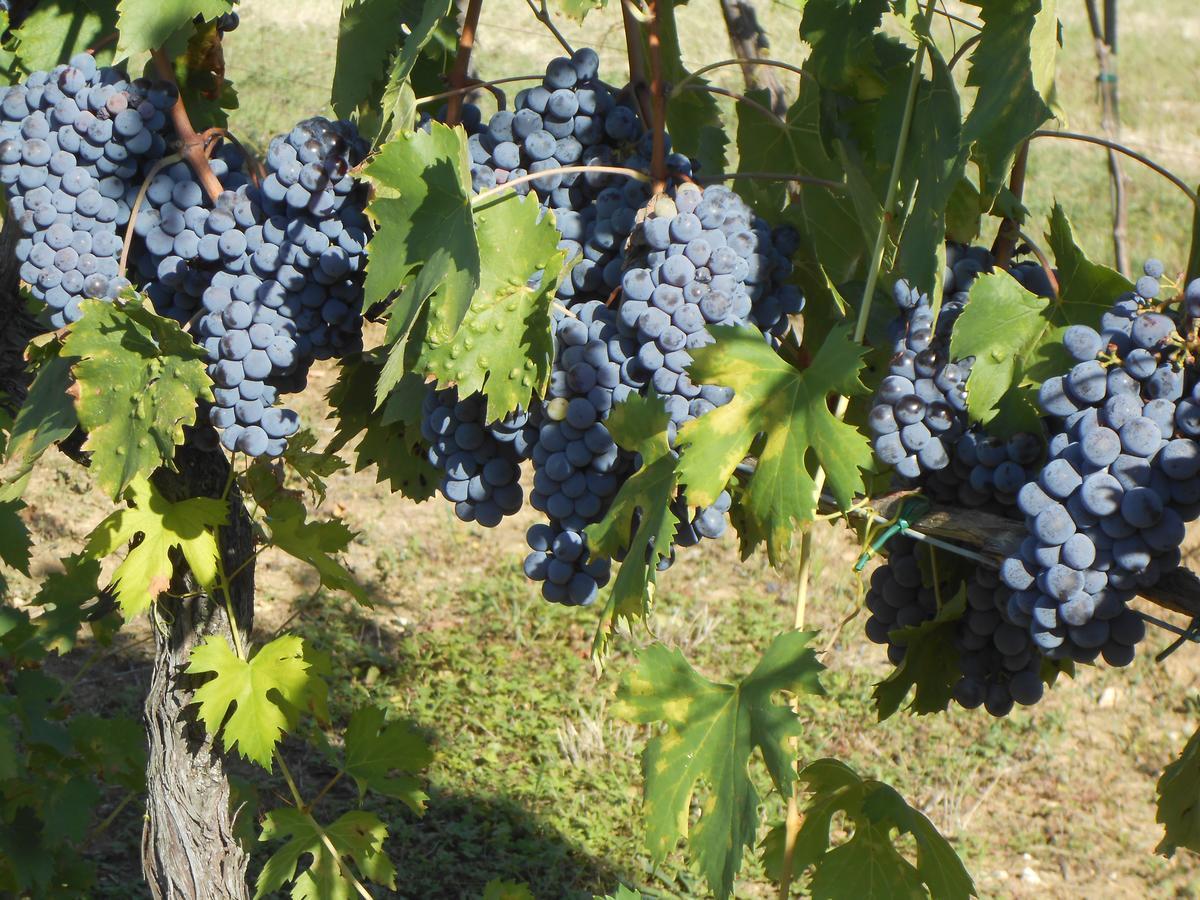 Agriturismo Circugnano Grassina エクステリア 写真