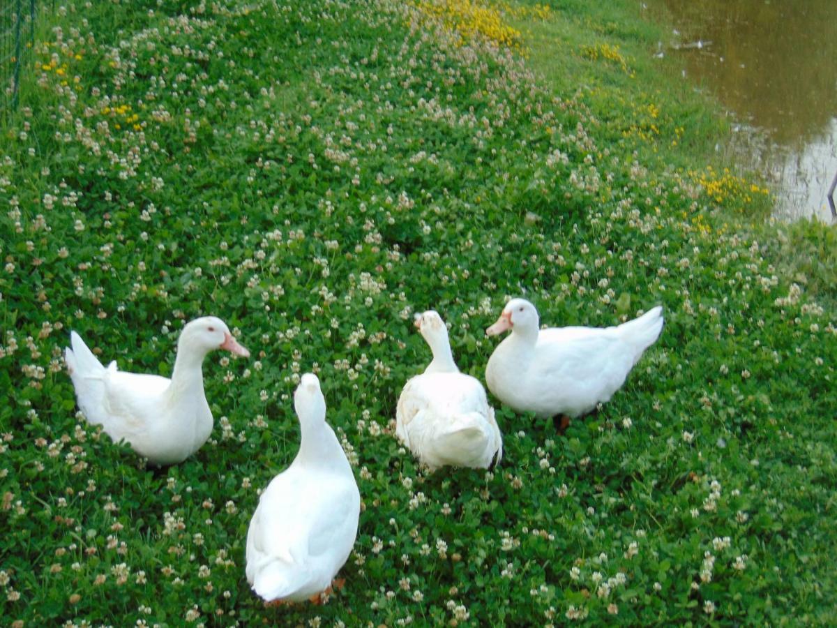 Agriturismo Circugnano Grassina エクステリア 写真